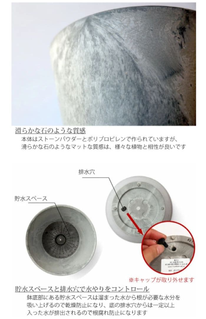 フィカス ウンベラータ 観葉植物