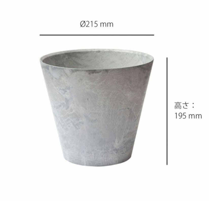 フィカス ウンベラータ 観葉植物