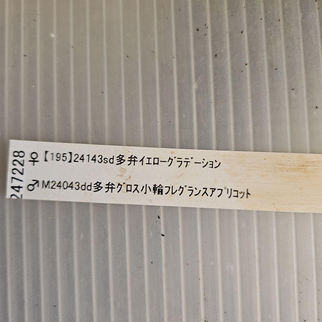 ★mirakohujin様ご購入苗㉖-371㉖-372㉖-335クリスマスローズ