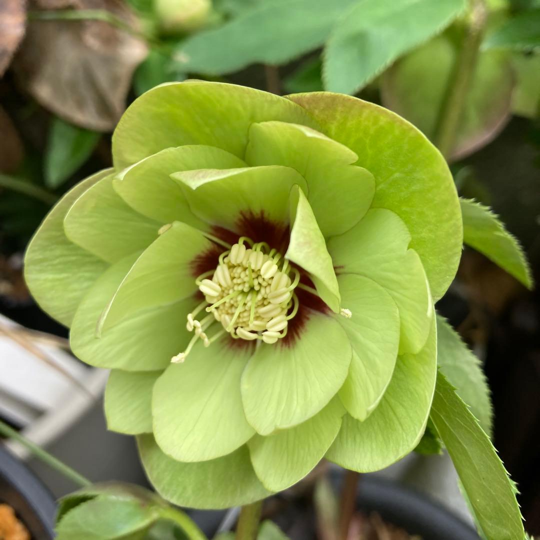 クリスマスローズ　緑ダブルダークネクタリー　　株分け前提