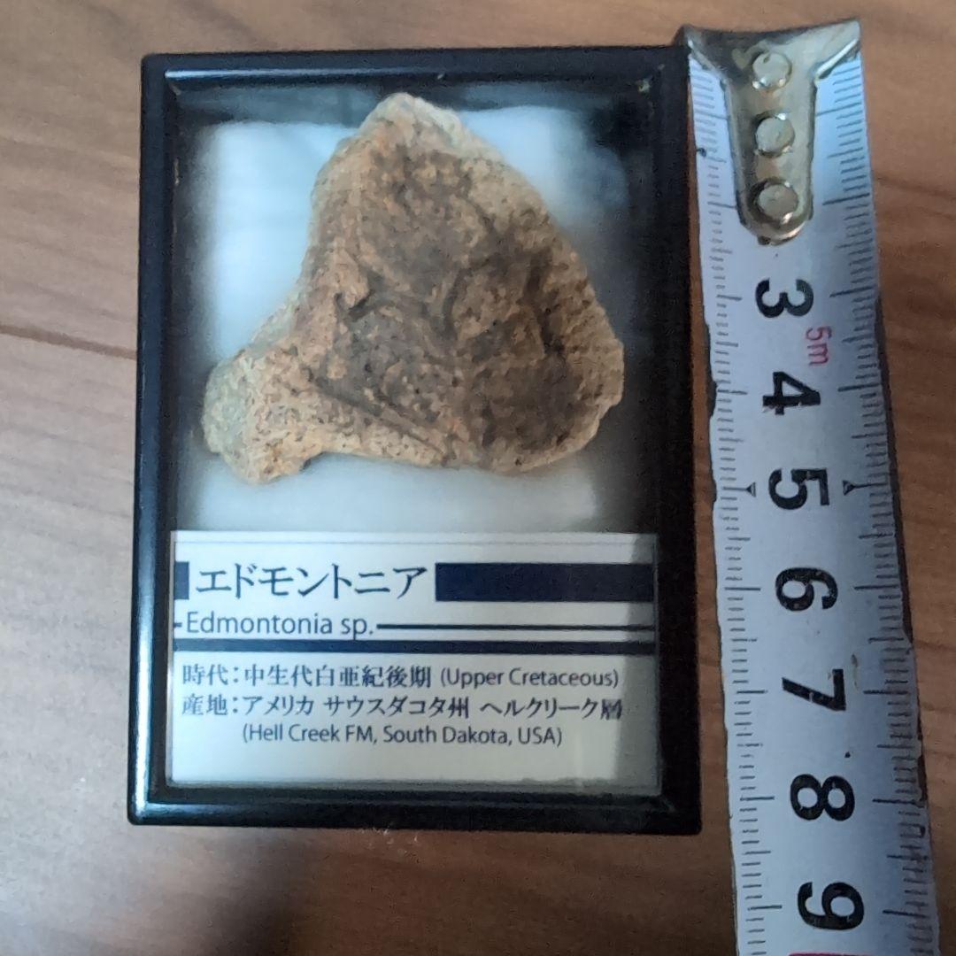マルクル　本物　恐竜　鎧竜エドモントニアの鎧の化石 サウスダコタ