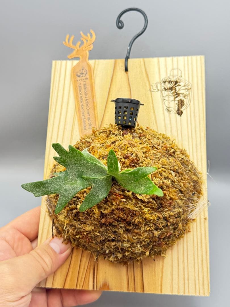 ビカクシダP.willinckii Antler Crown sporeling