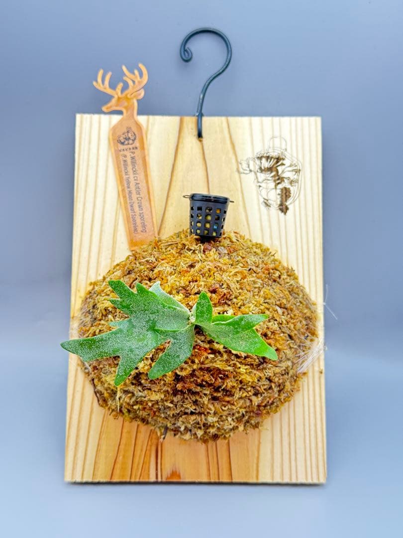 ビカクシダP.willinckii Antler Crown sporeling