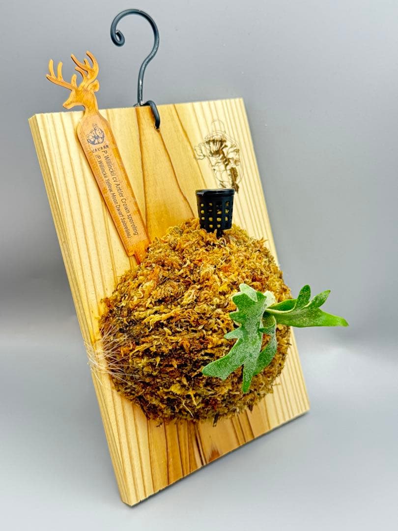 ビカクシダP.willinckii Antler Crown sporeling