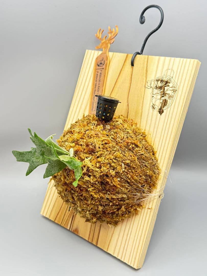 ビカクシダP.willinckii Antler Crown sporeling