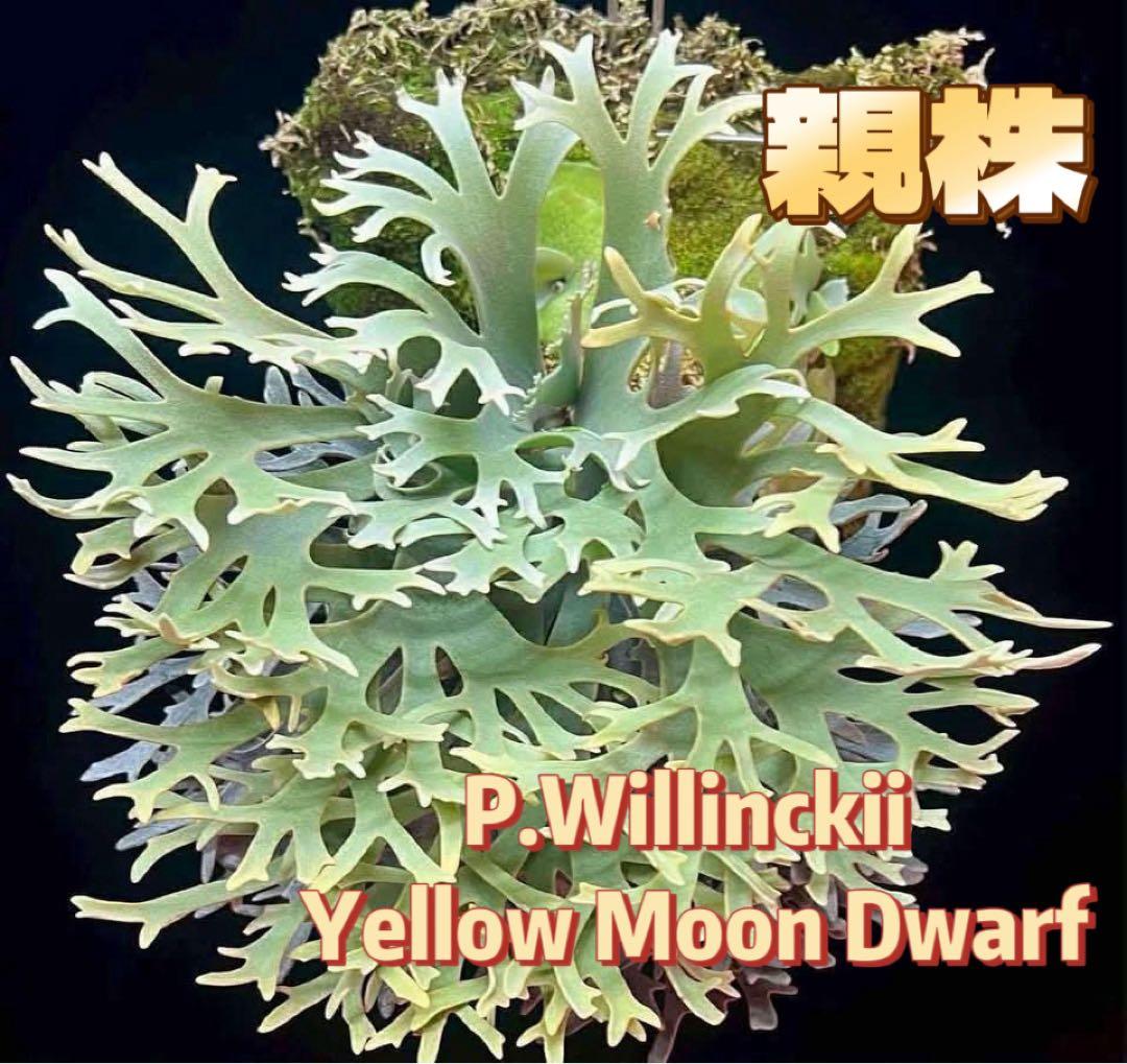 ビカクシダP.willinckii Antler Crown sporeling