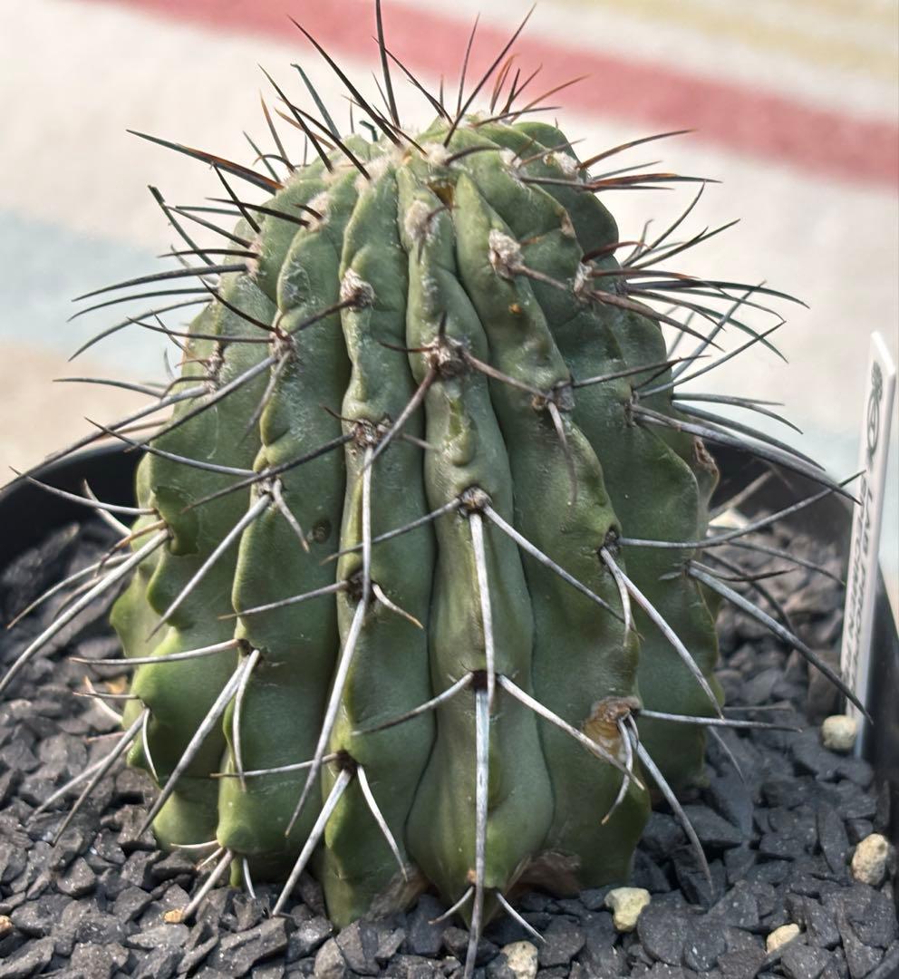 コピアポア 黒士冠 現地球 検)黒王丸 孤竜丸 コルムナアルバ サボテン