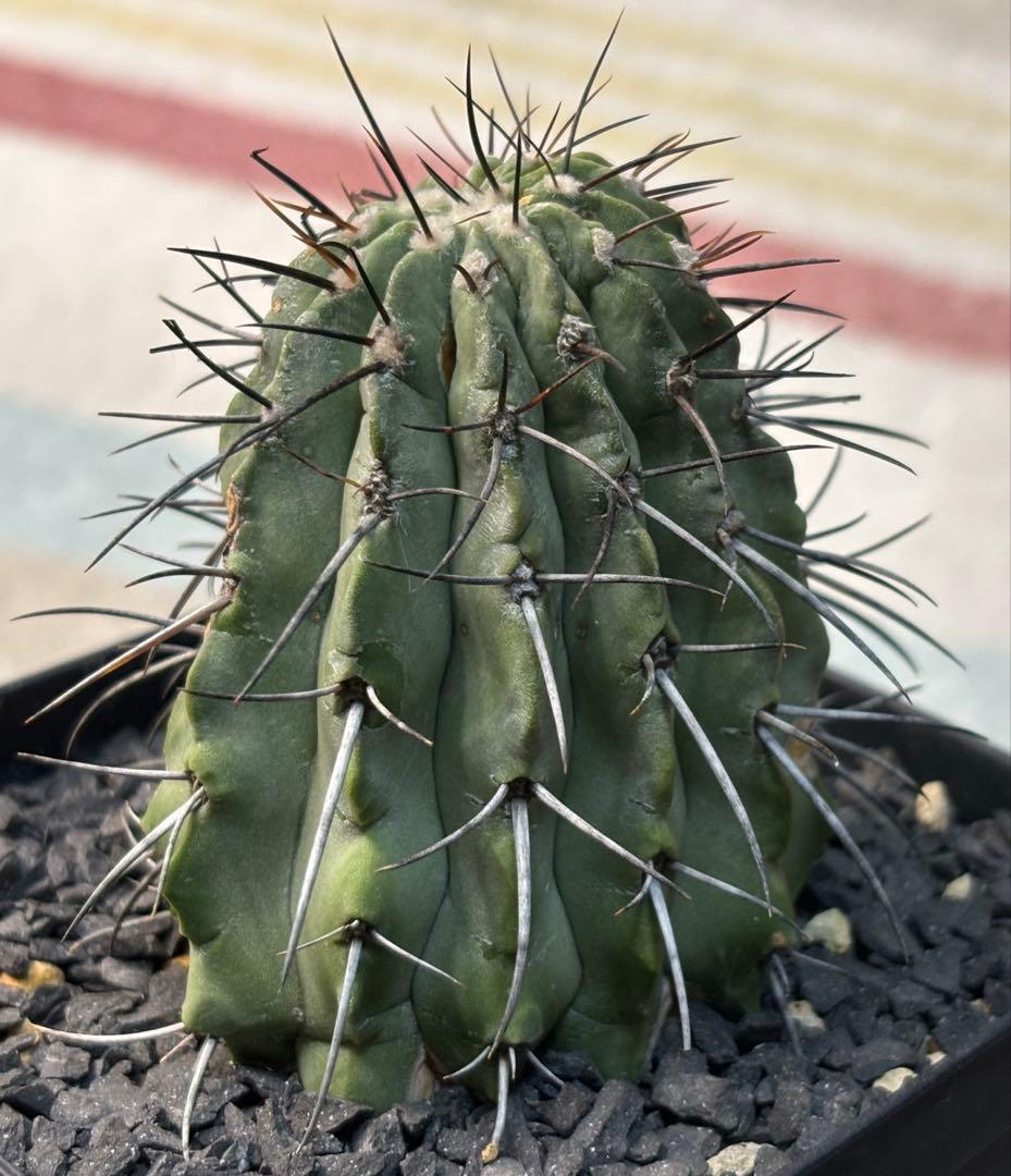 コピアポア 黒士冠 現地球 検)黒王丸 孤竜丸 コルムナアルバ サボテン