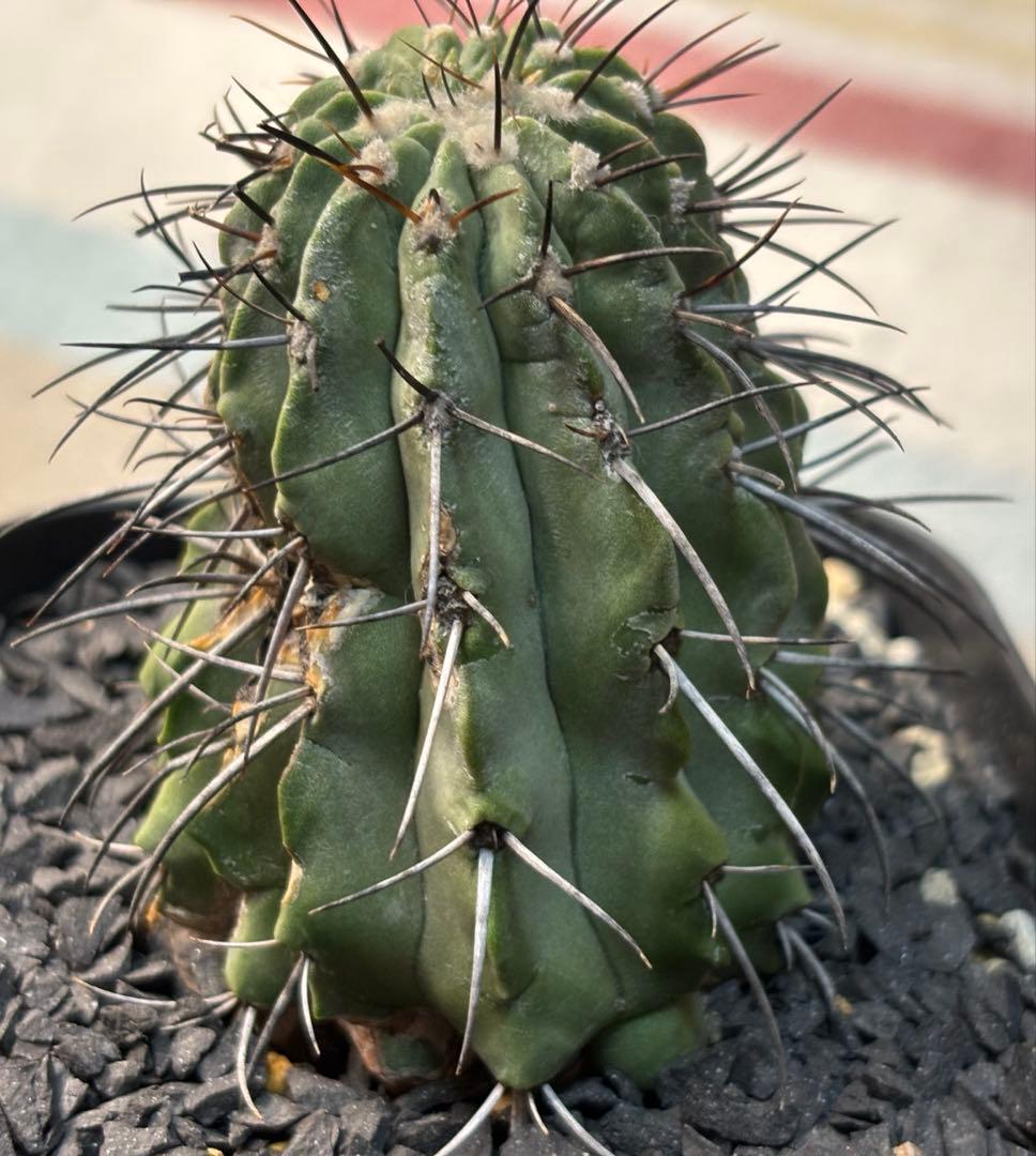 コピアポア 黒士冠 現地球 検)黒王丸 孤竜丸 コルムナアルバ サボテン