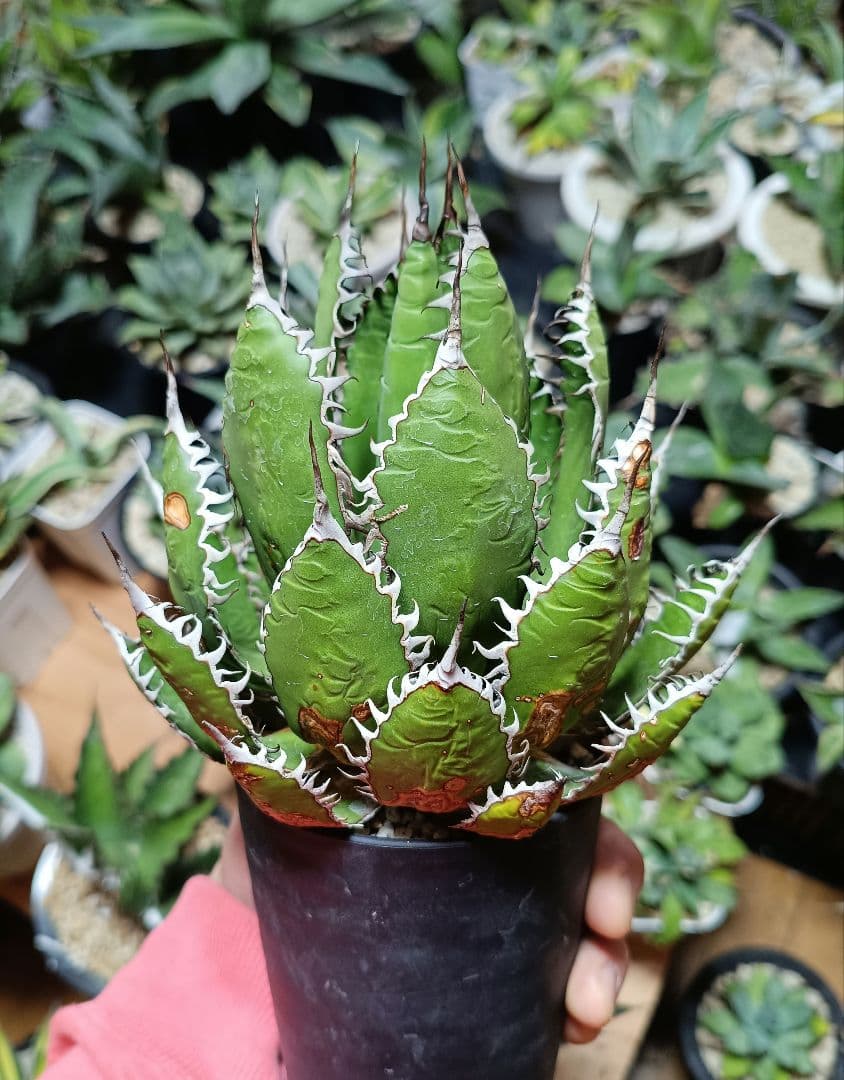 アガベ　ホリダ　ＵＳ チタノタ　塊根植物　パリー　トランカータ