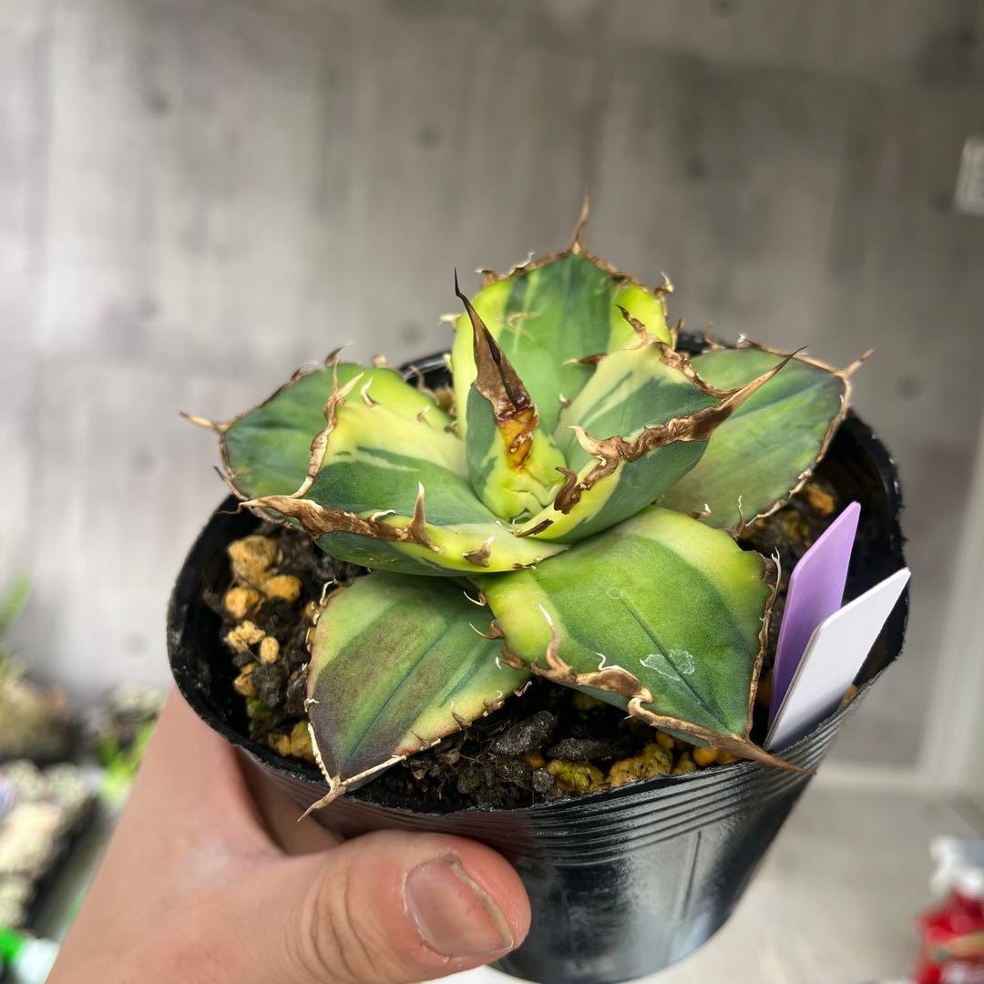 アガベ毒液錦斑入り抜き苗発送