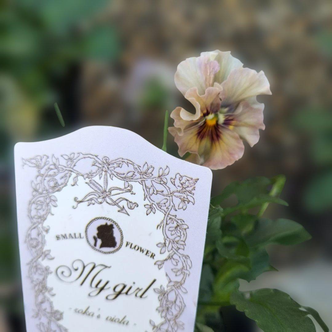 石川園芸　ビオラレディ　マイガール３苗セット