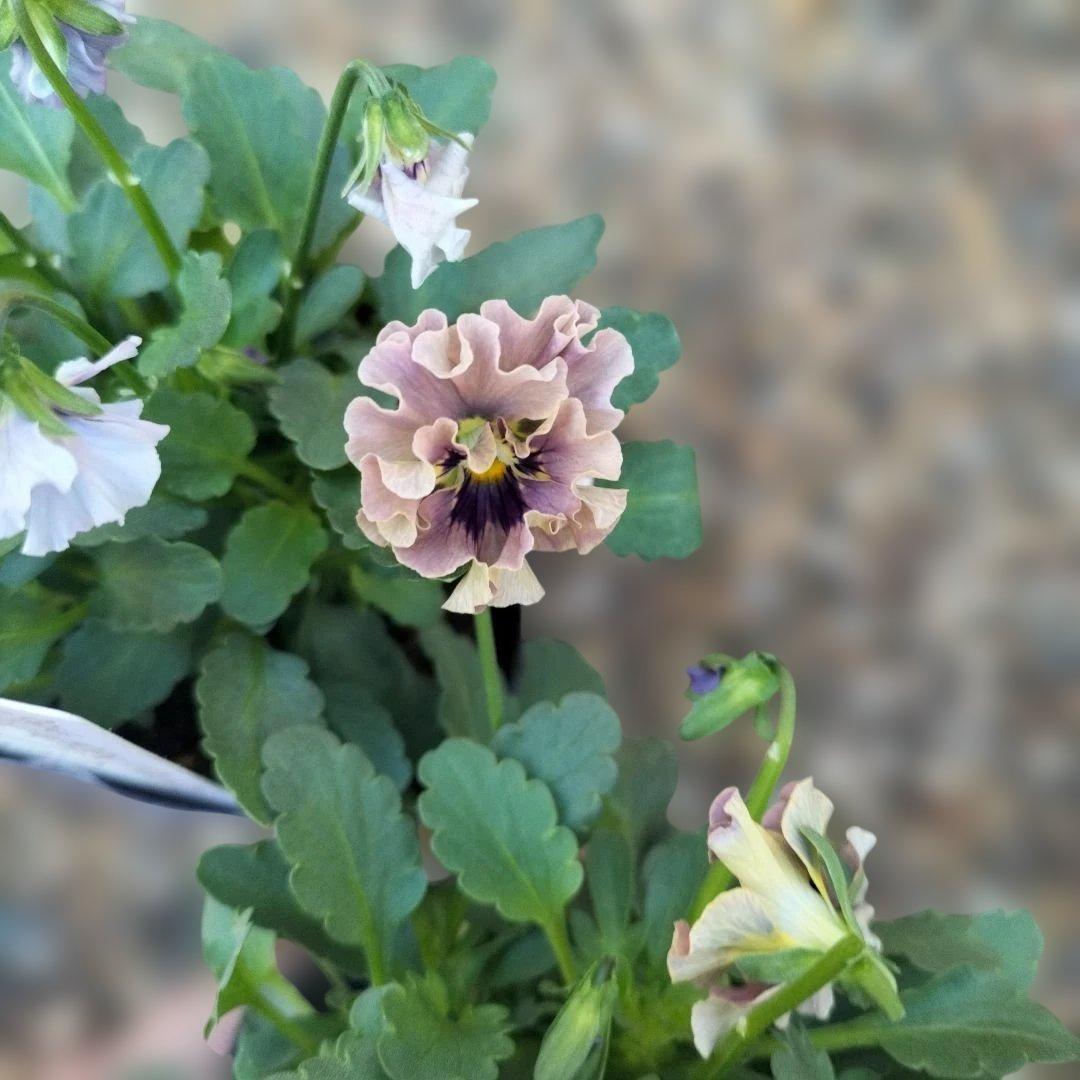 石川園芸　ビオラレディ　マイガール３苗セット