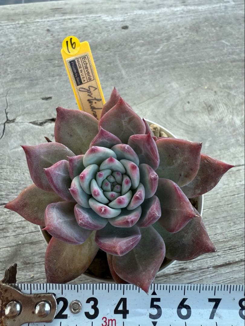 16 希少　SAMリンゼアナNo.6 カリフォルニア輸入　多肉植物