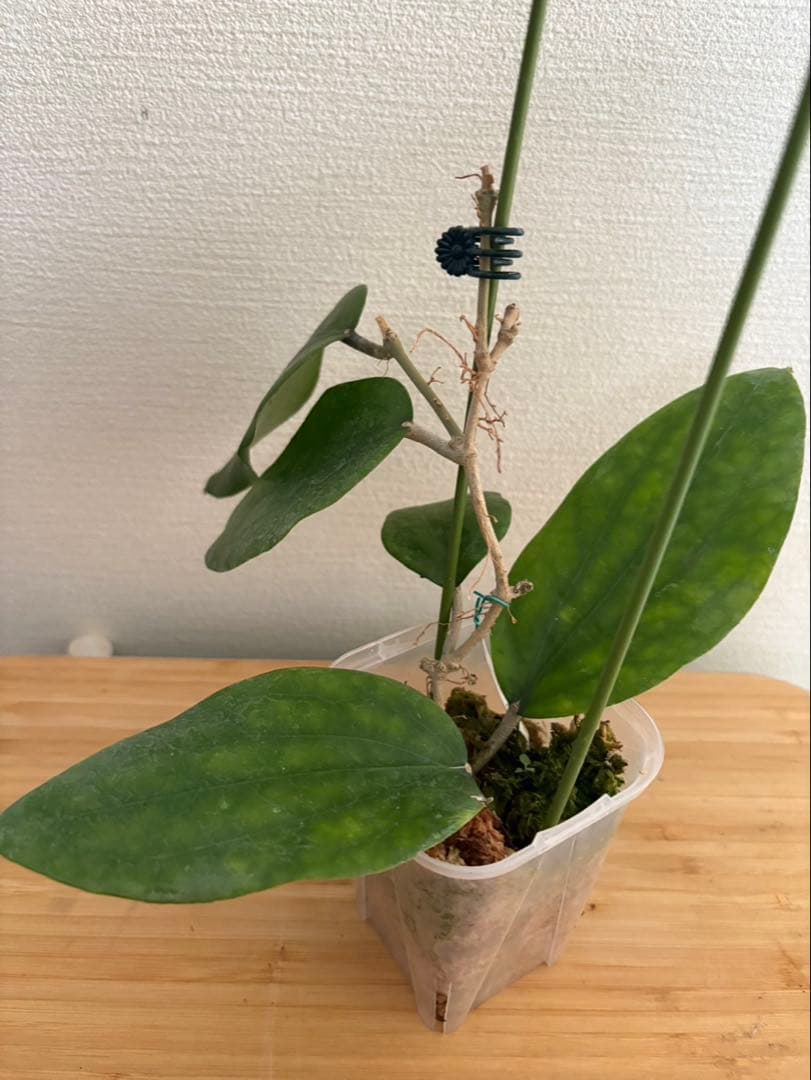 その他観葉植物 Hoya Glabra Alex