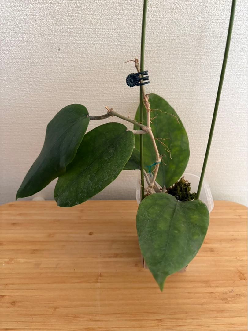 その他観葉植物 Hoya Glabra Alex