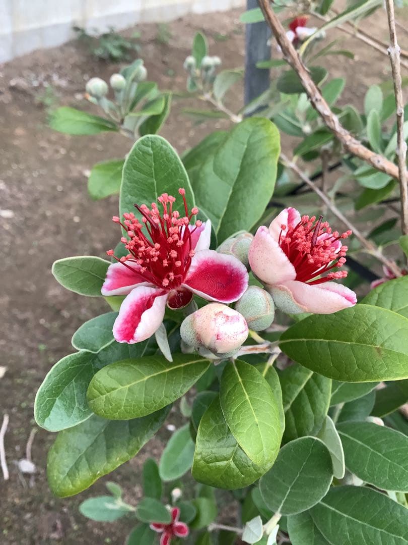 7-32果樹【フェイジョア】樹高約138cm【送料込み】