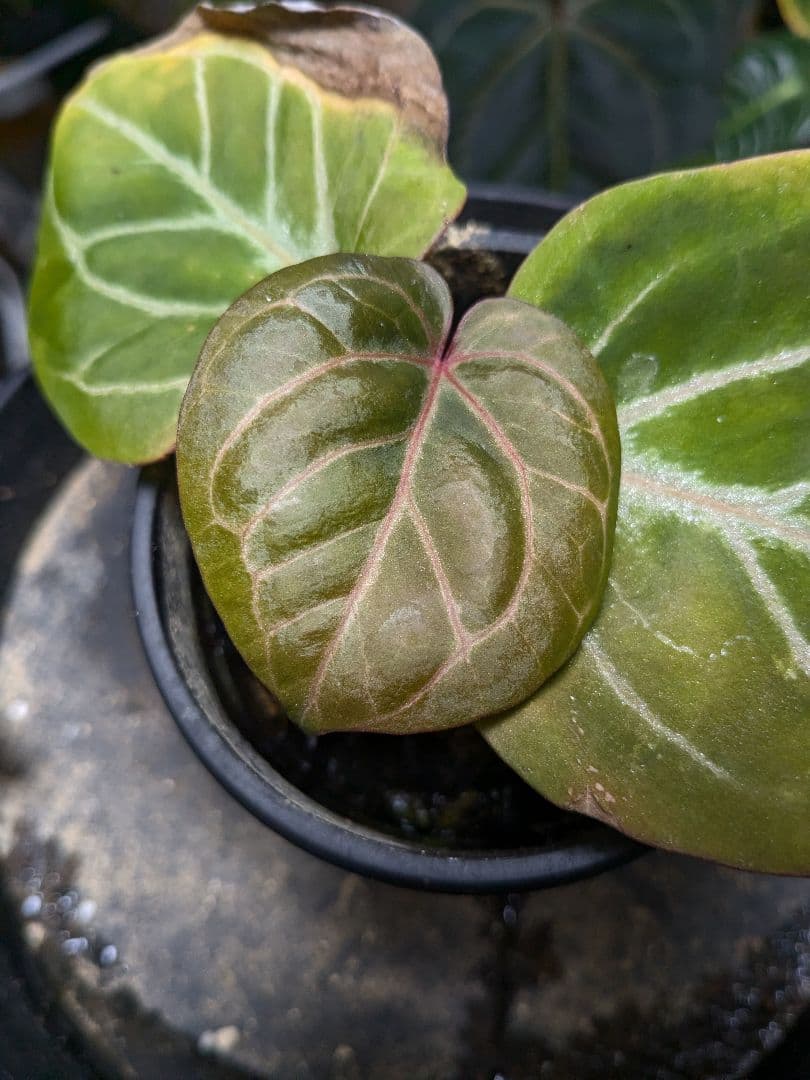 アンスリウム KOS x RC