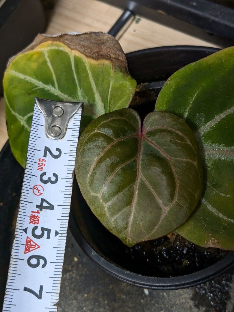 アンスリウム KOS x RC