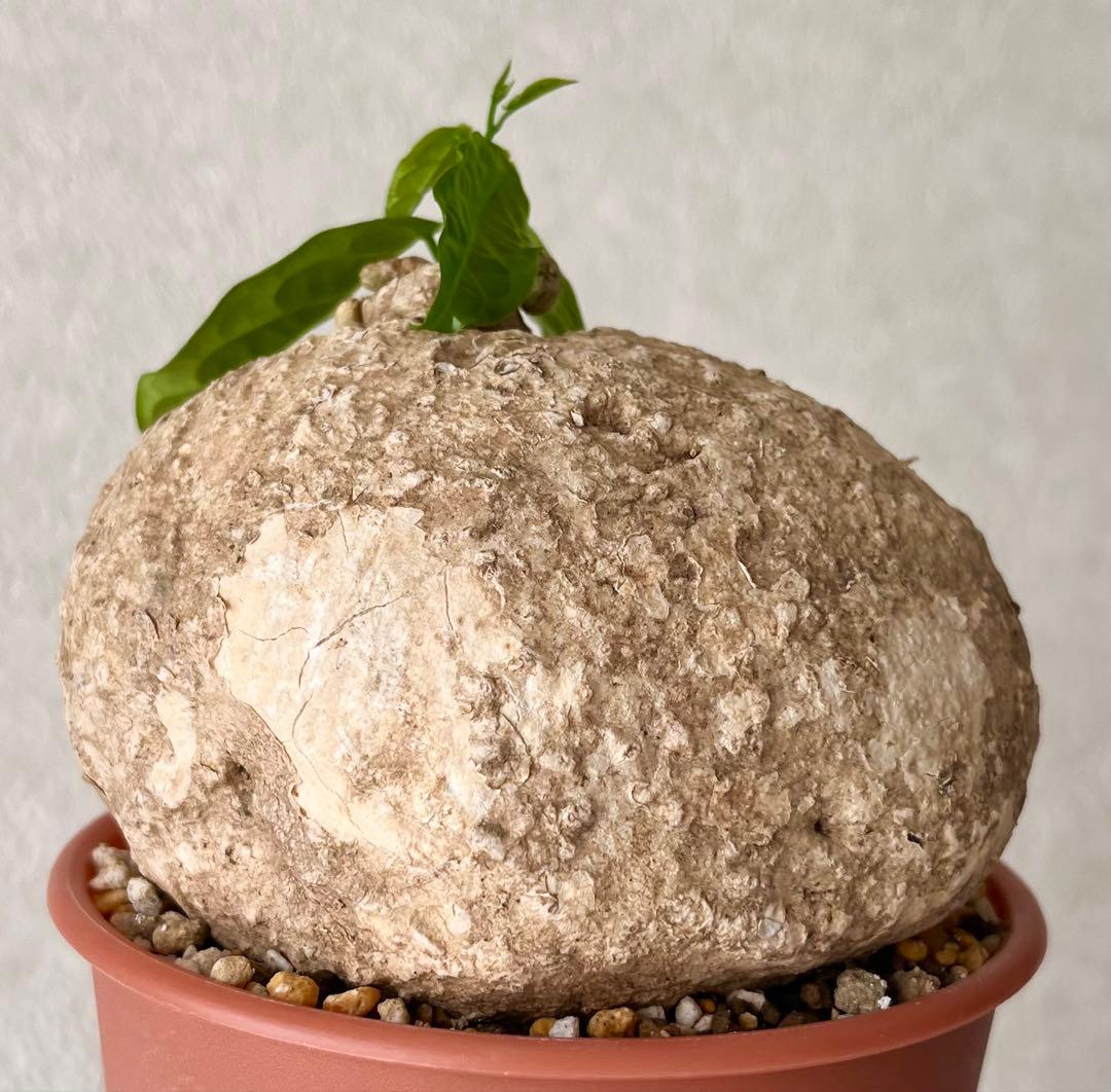 【激レア/大株/塊根植物】アデニア ペナンギアナ 鉢植え