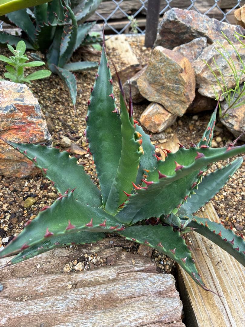 アガベ ジェントリージョーズ