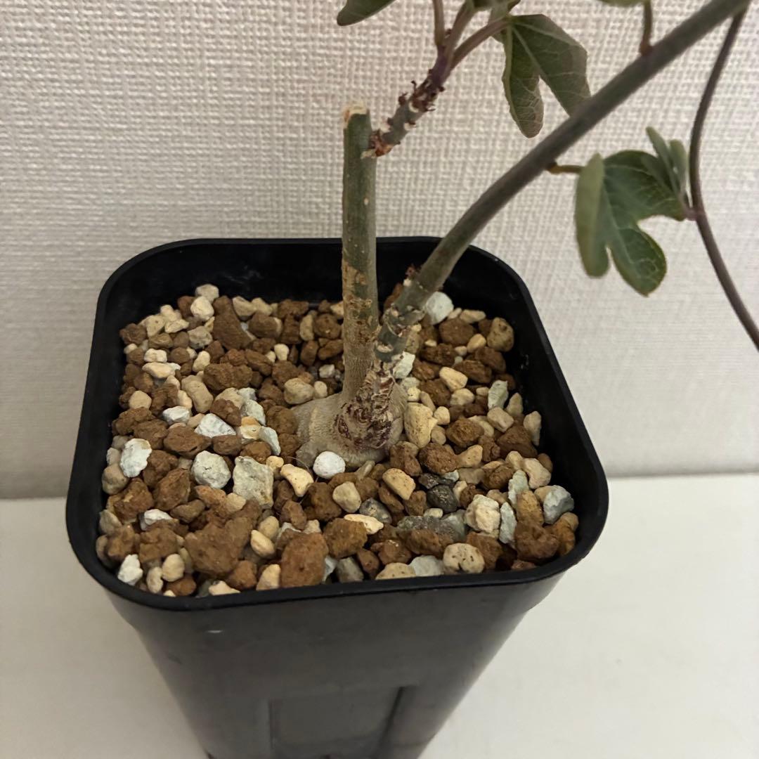 アデニア　アクレアータ　実生