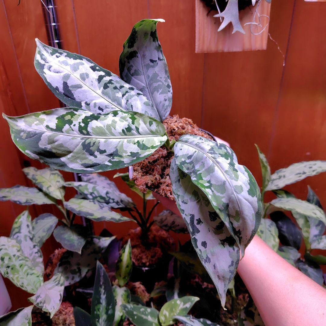 柳緑花紅　Aglaonema pictum