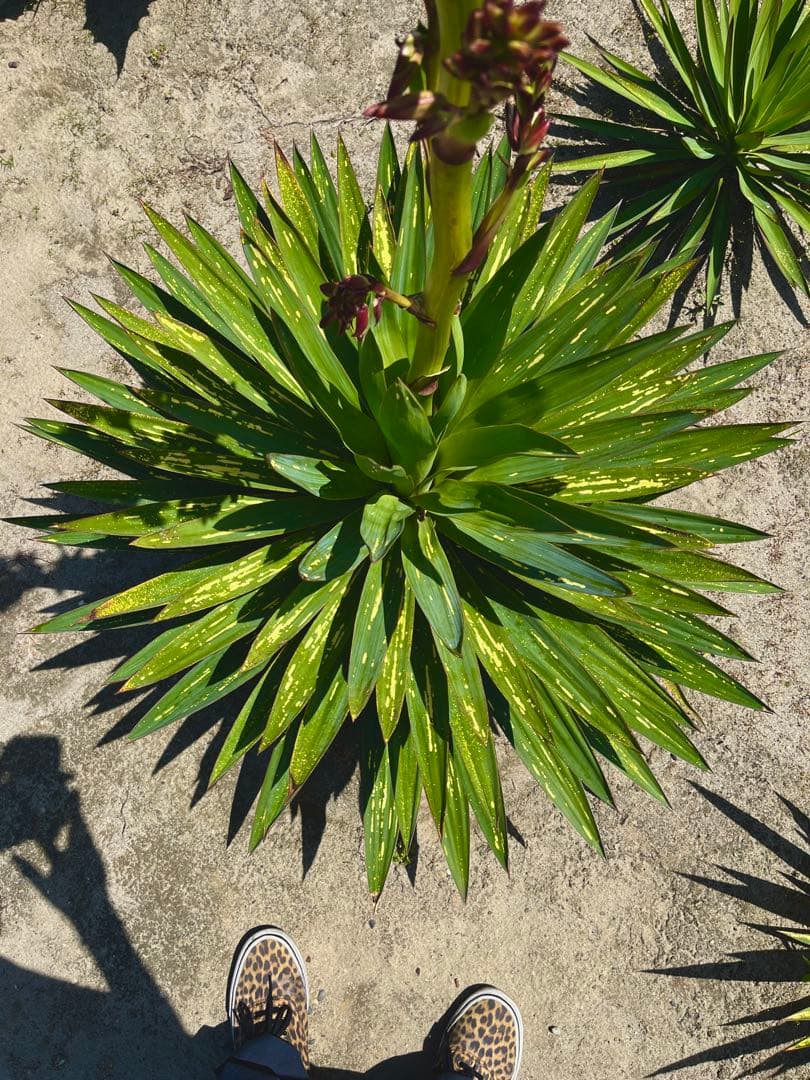 ユッカグロリオサ　散り斑入り　分頭！？子株も有り　芋付き　直接取り引きのみ