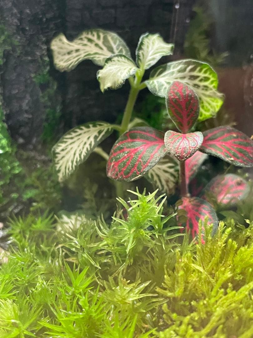 苔テラリウム　①