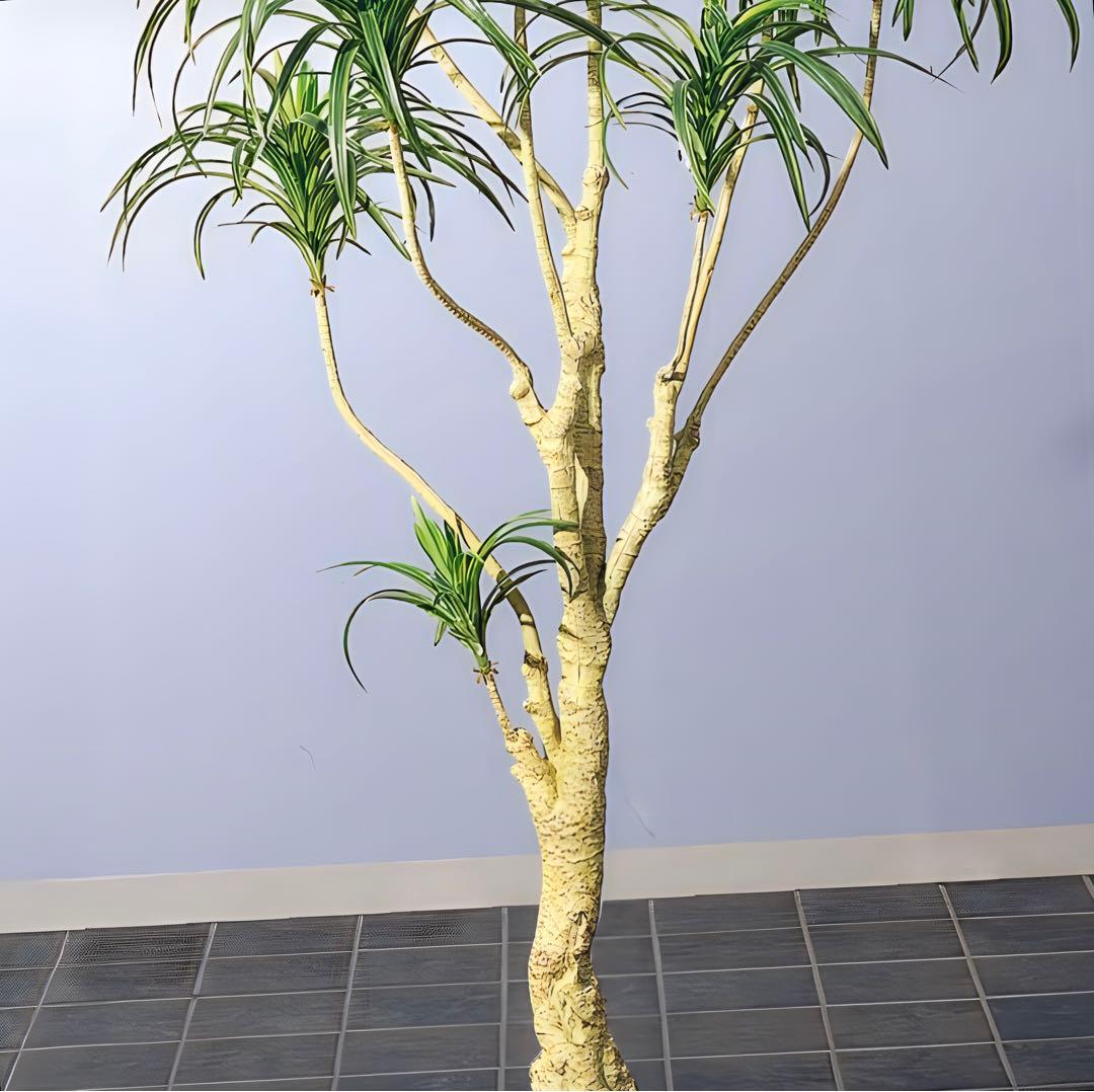 光触媒　人工観葉植物　ウォールグリーン　フェイクグリーン　ユッカツリー1700