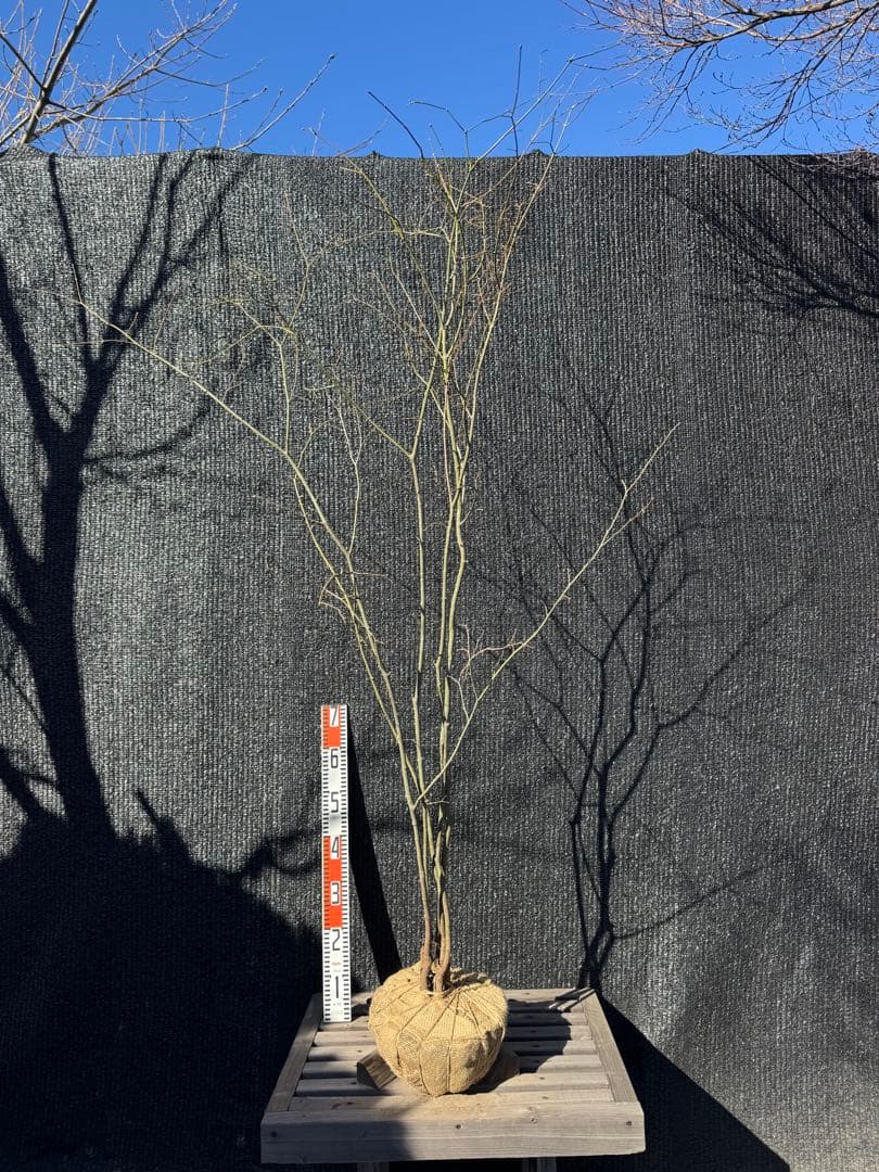 山採り　ヤマモミジ　株立ち　美幹　自然樹形　【品番3527】