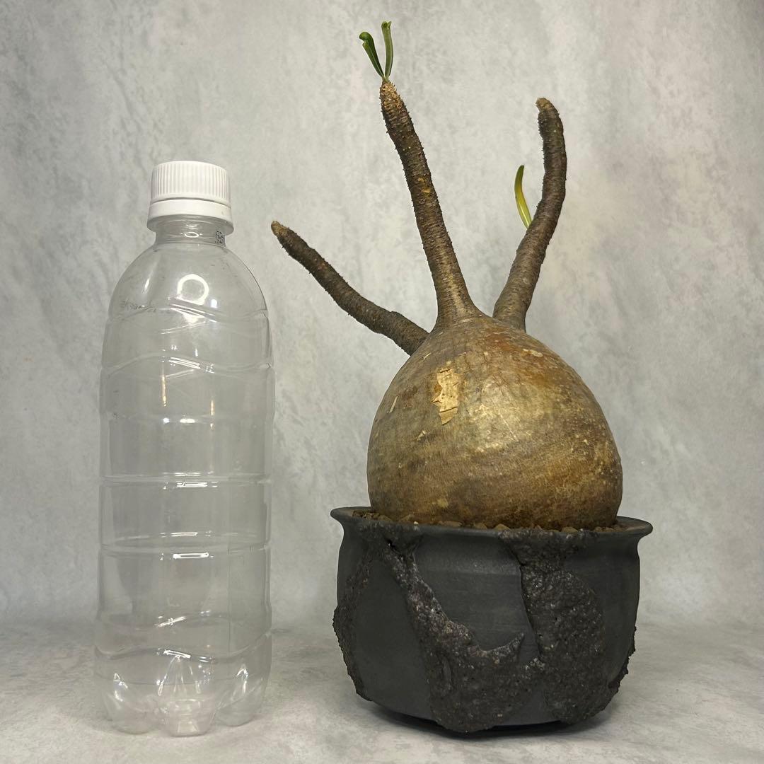 パキポディウム グラキリス 4.5号鉢入り(信楽焼)現地球 塊根植物