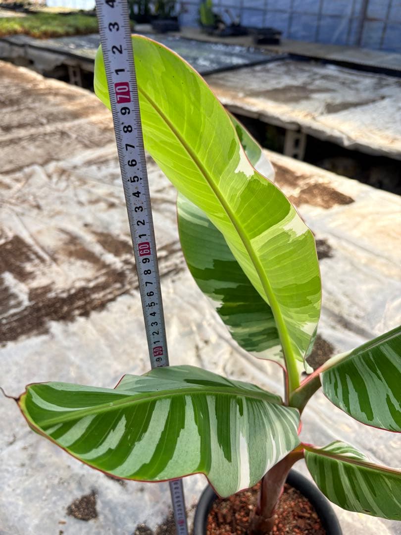 バナナ斑入り　アエアエ　美株②