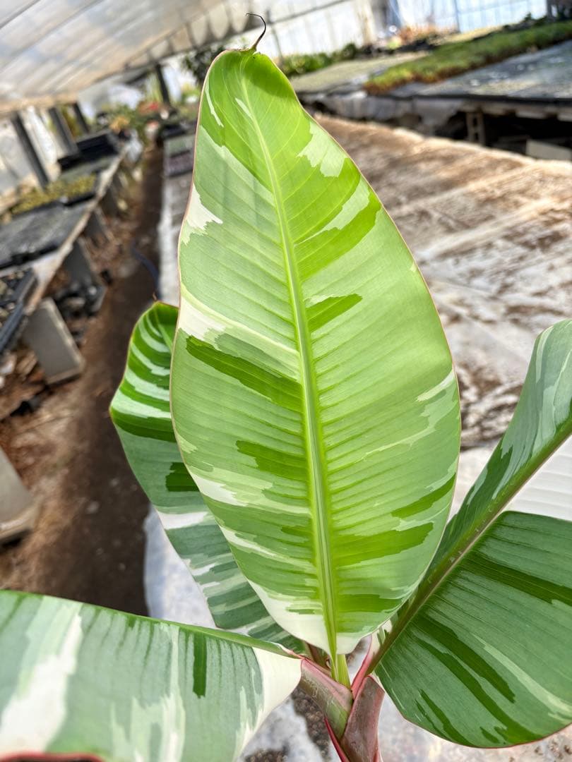 バナナ斑入り　アエアエ　美株②