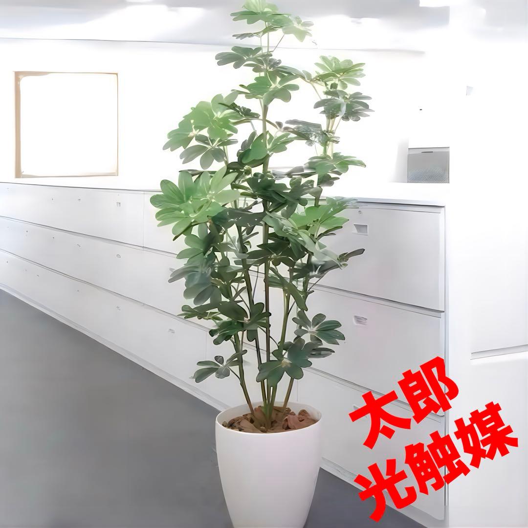 光触媒　人工観葉植物　ウォールグリーン　フェイクグリーン　カポック 1.8m