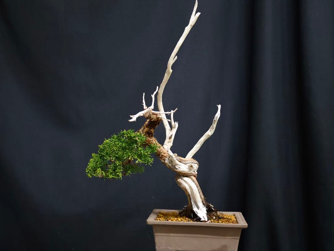真柏 小品盆栽 糸魚川真柏 盆栽　樹高19cm 天ジン　天シャリ　シャリ芸