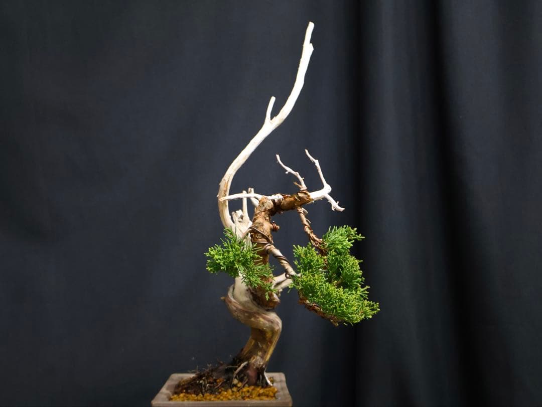 真柏 小品盆栽 糸魚川真柏 盆栽　樹高19cm 天ジン　天シャリ　シャリ芸