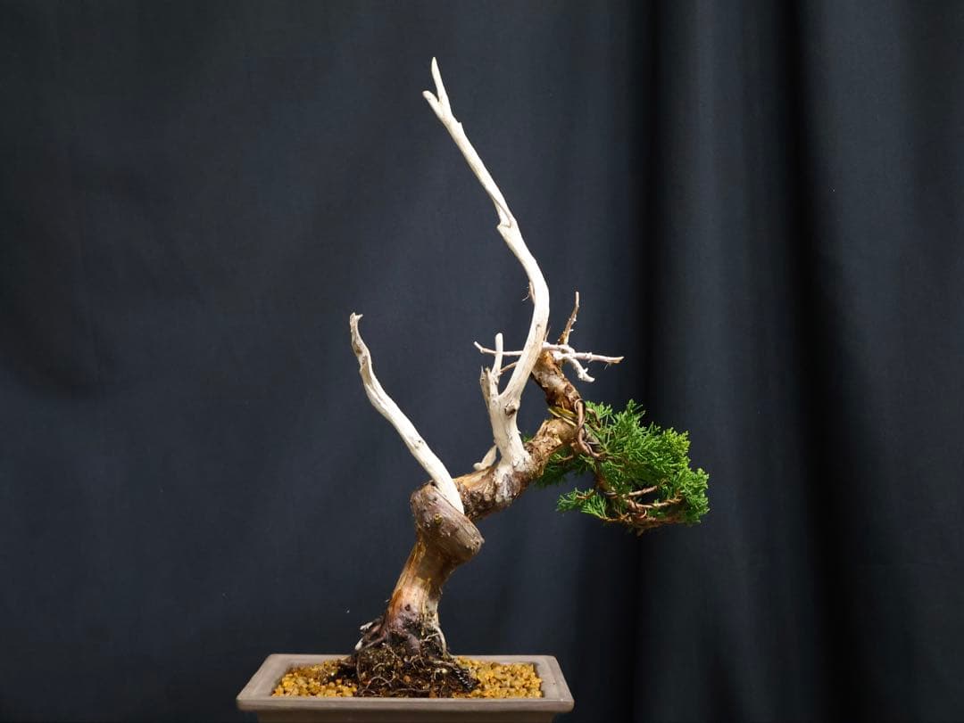 真柏 小品盆栽 糸魚川真柏 盆栽　樹高19cm 天ジン　天シャリ　シャリ芸