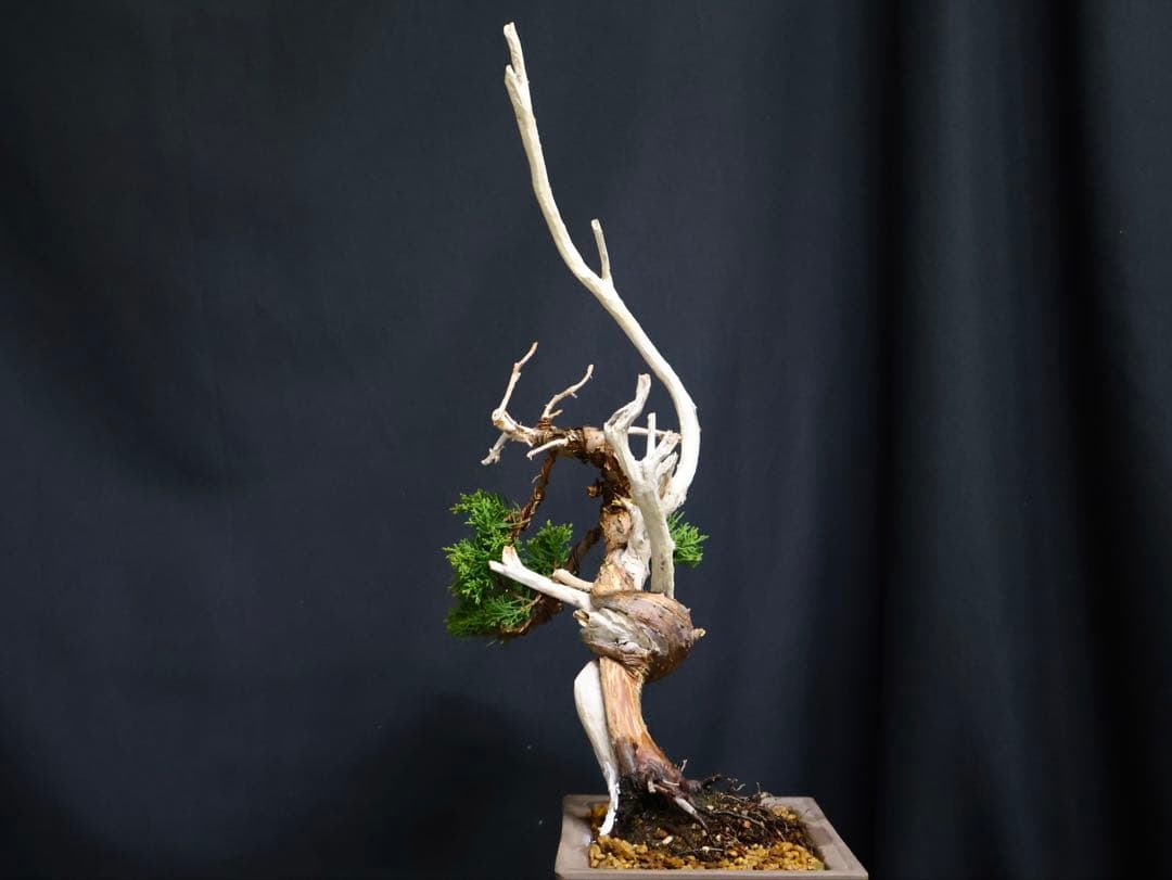 真柏 小品盆栽 糸魚川真柏 盆栽　樹高19cm 天ジン　天シャリ　シャリ芸