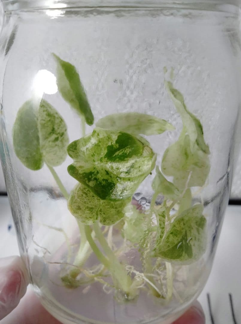 アロカシア ドラゴンスケールミント 6本セット