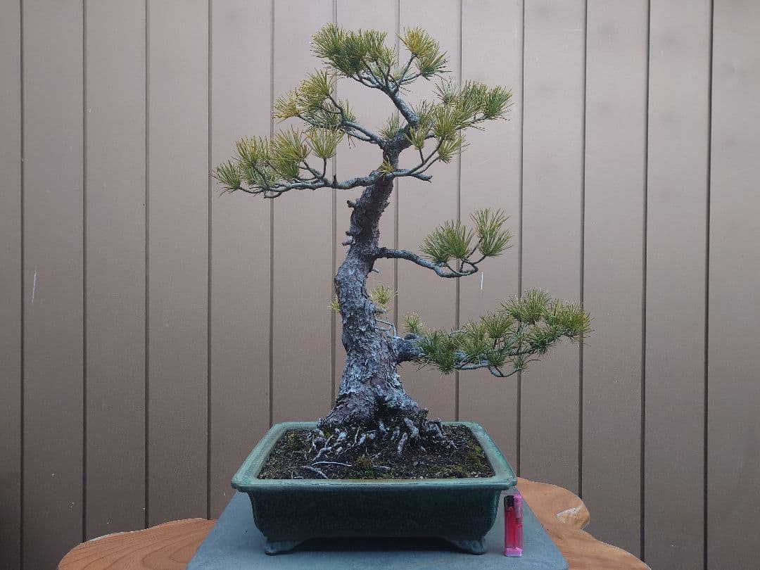 ※引取限定※　盆栽　九重　五葉松　全高98cm