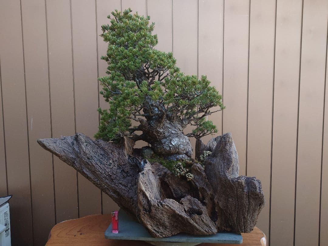 ※引取限定※　盆栽　九重　五葉松　全高98cm