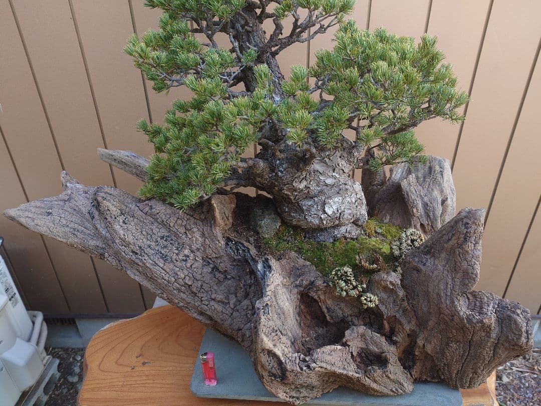 ※引取限定※　盆栽　九重　五葉松　全高98cm