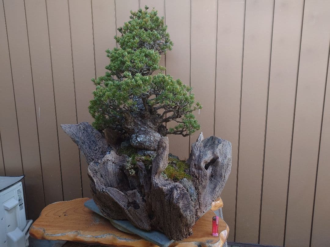 ※引取限定※　盆栽　九重　五葉松　全高98cm