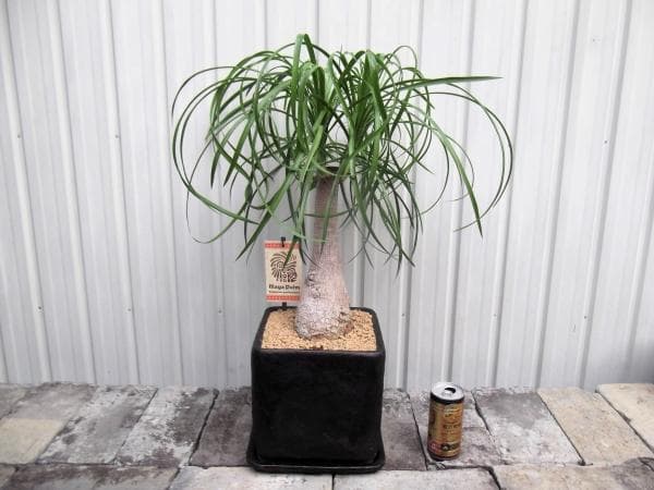 現物「トックリラン・ポニーテール」８号陶器（受皿付き）