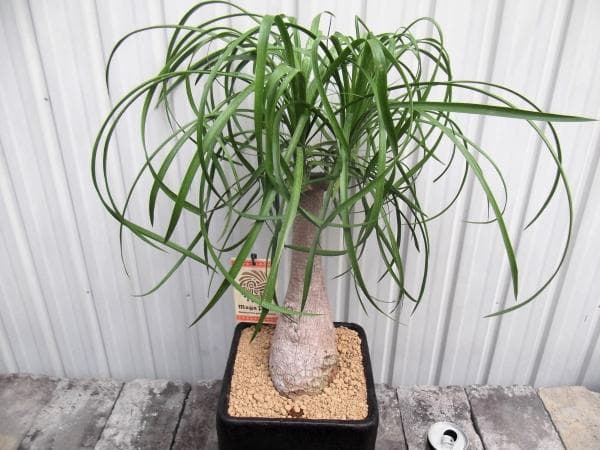 現物「トックリラン・ポニーテール」８号陶器（受皿付き）