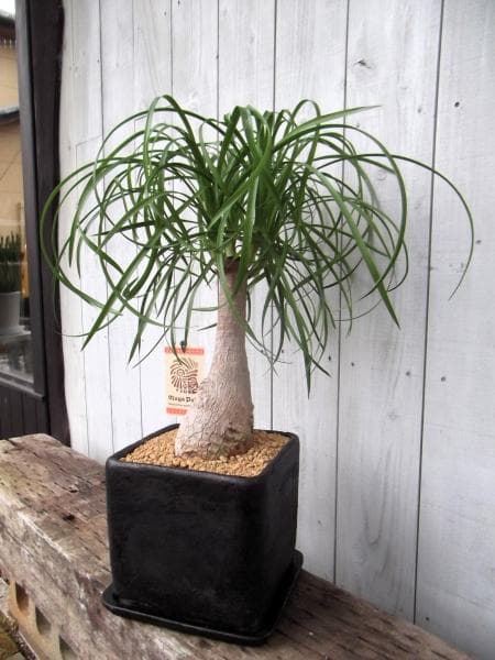 現物「トックリラン・ポニーテール」８号陶器（受皿付き）