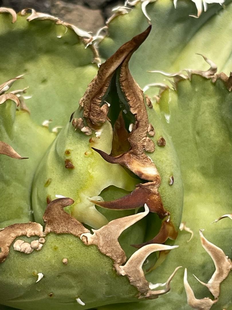 く*様 アガベ　チタノタ　冰雹　鉢のままメルカリ便発送