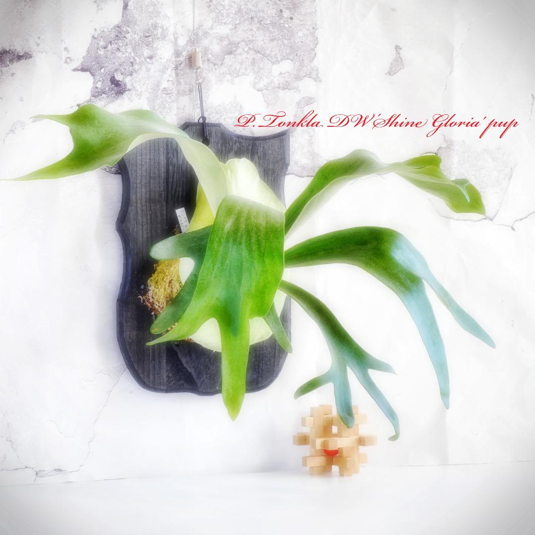 タフな子❣️ビカクシダ⭕️トンクラDW⭕️シャイングロリア　板M 　NZ産水苔