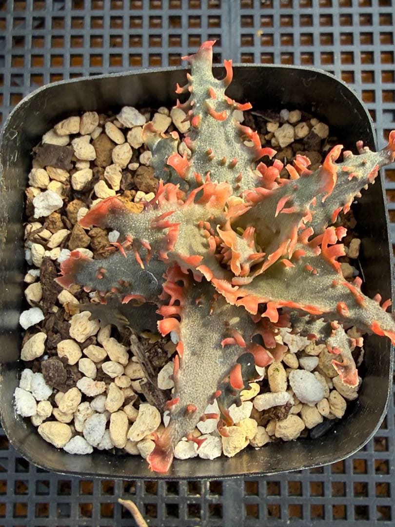 アロエ　ハイブリッド　Aloe hybrid 第四種　Ju3
